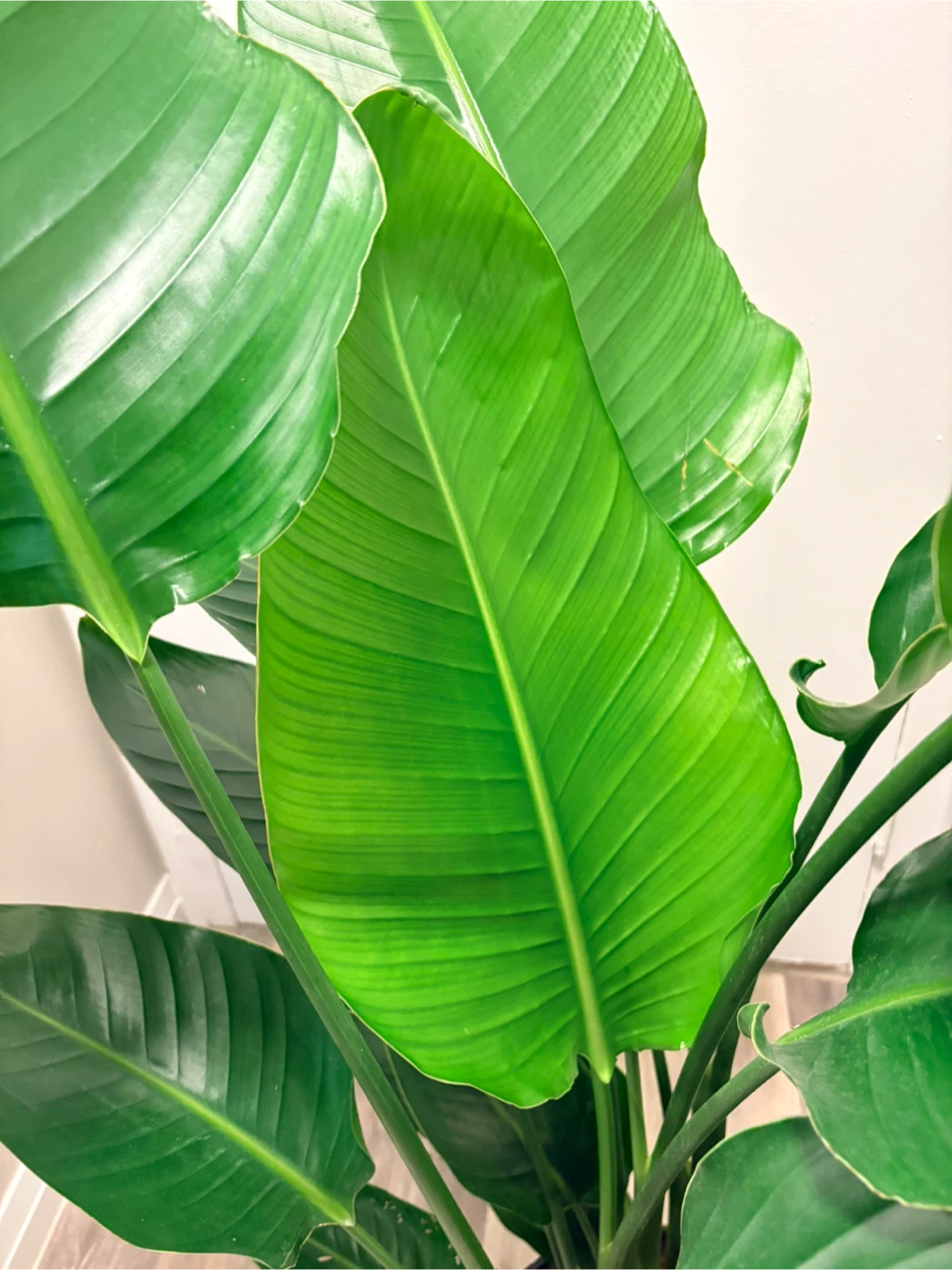 Bird of Paradise Plant - photo 3