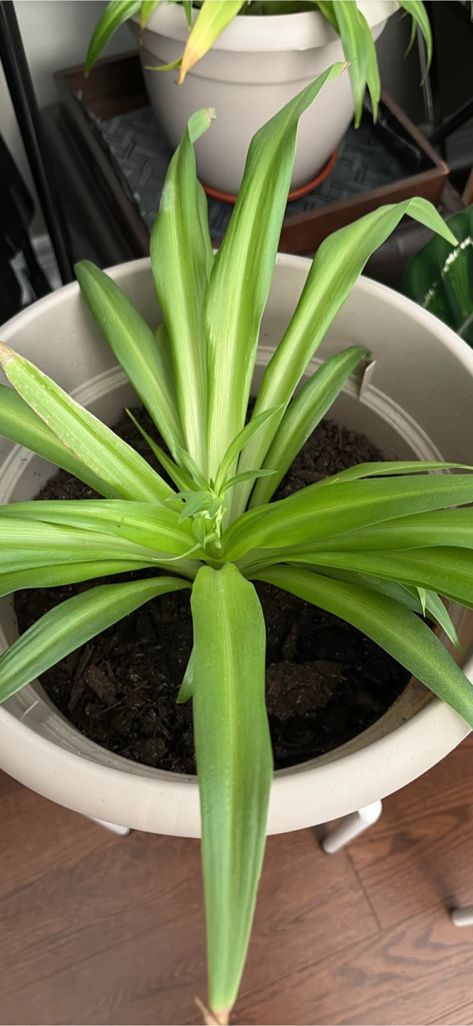Spider Plant in Grey Pot - photo 2