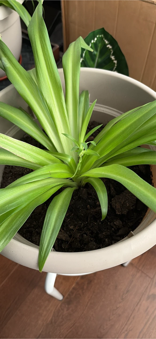 Spider Plant in Grey Pot