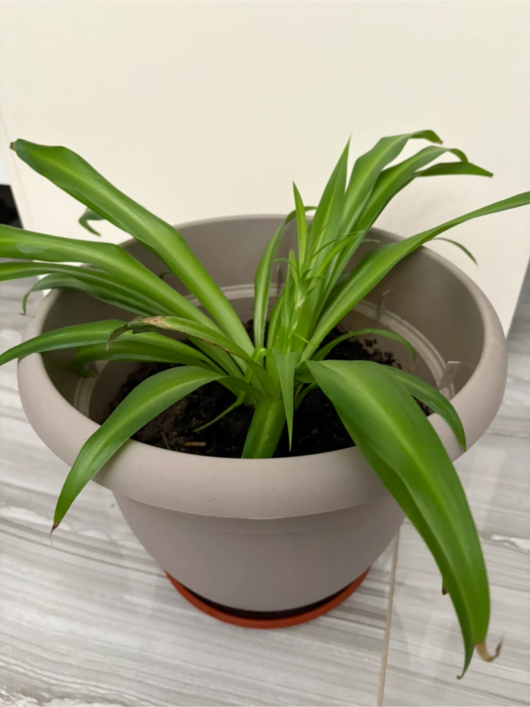 Spider Plant in Grey Pot - photo 4