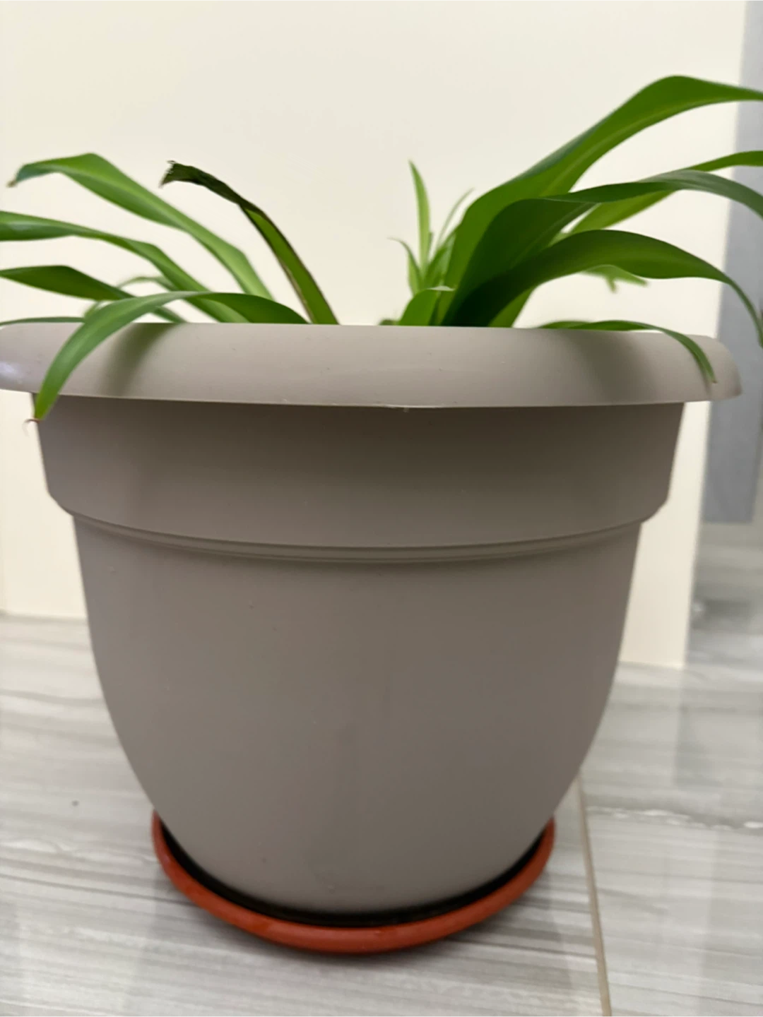 Spider Plant in Grey Pot - photo 3