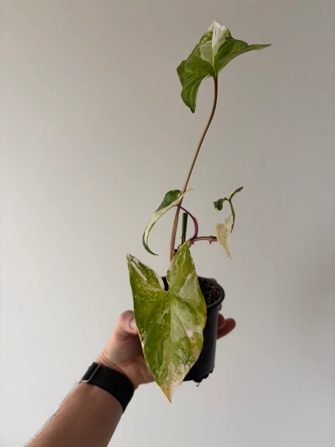 Syngonium Albo Variegated Houseplant - photo 3