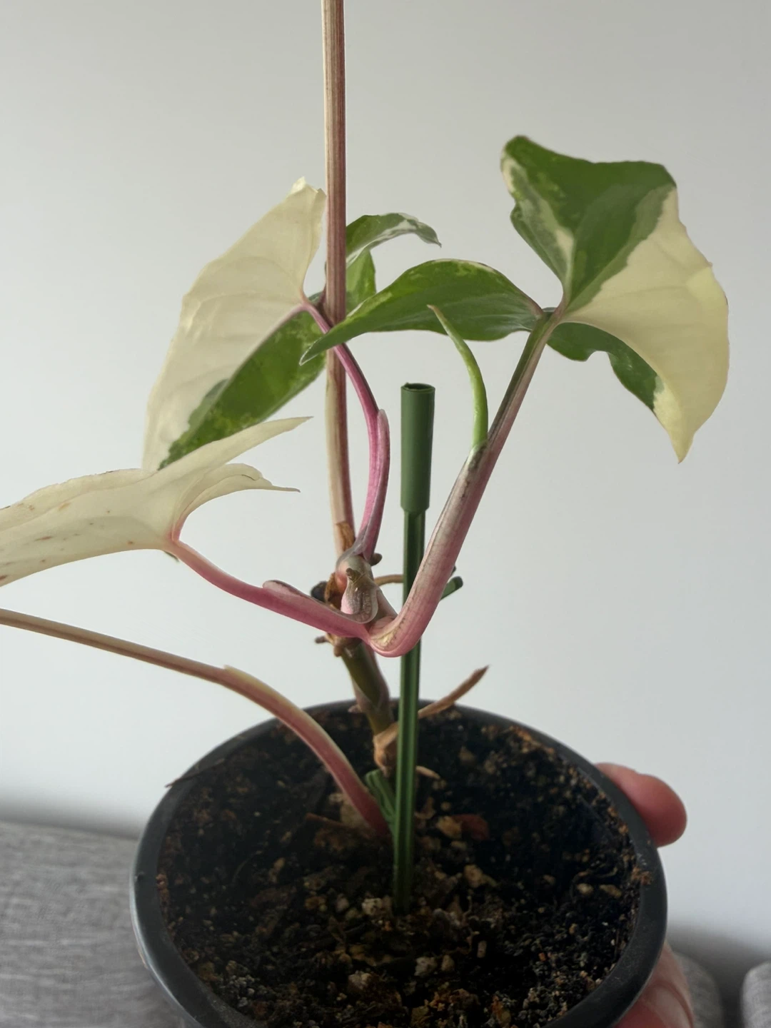 Syngonium Albo Variegated Houseplant - photo 4