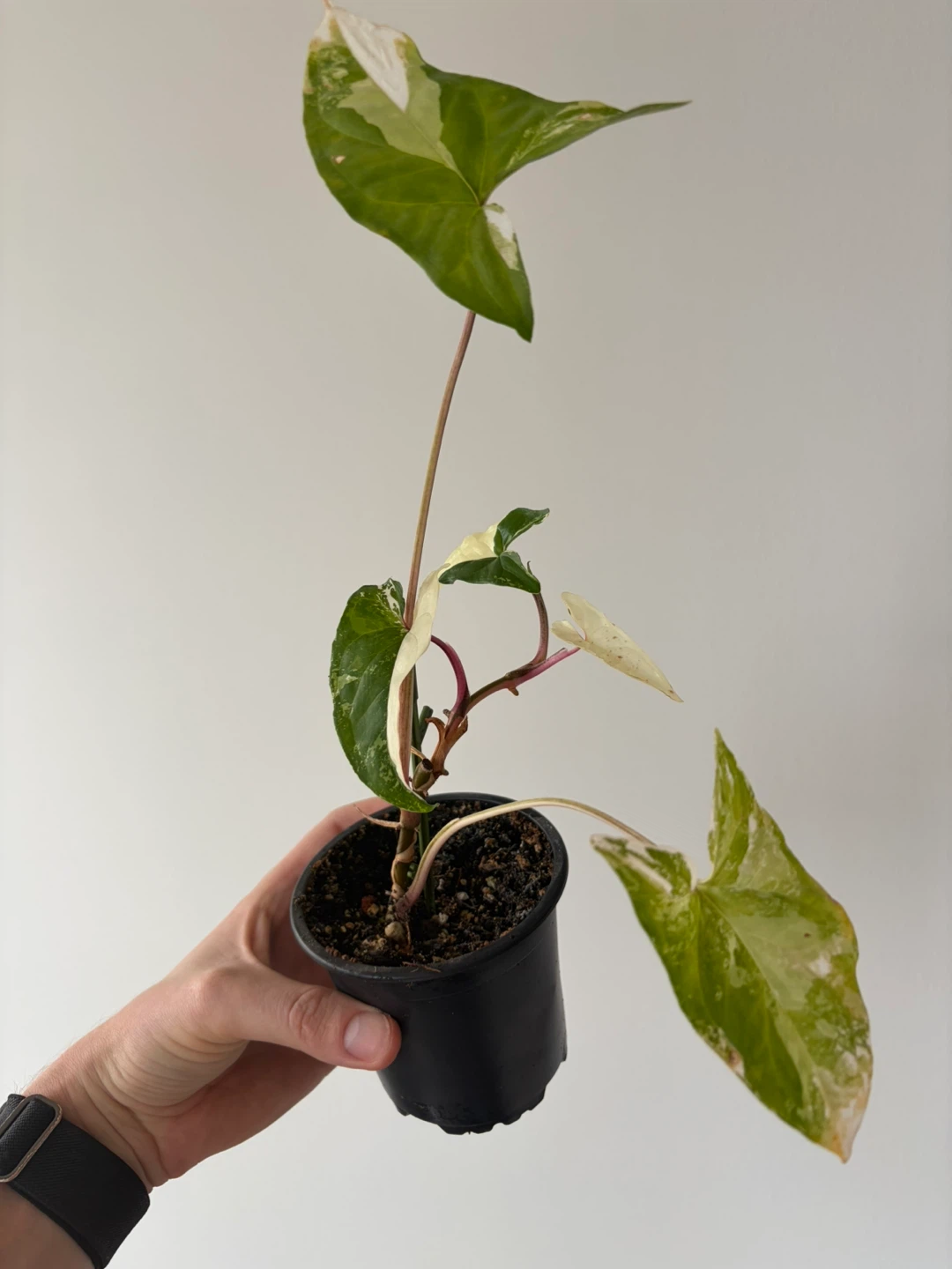 Syngonium Albo Variegated Houseplant - photo 2