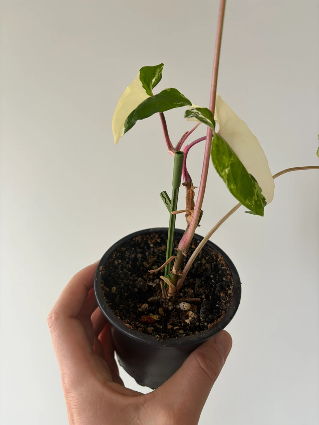 Syngonium Albo Variegated Houseplant