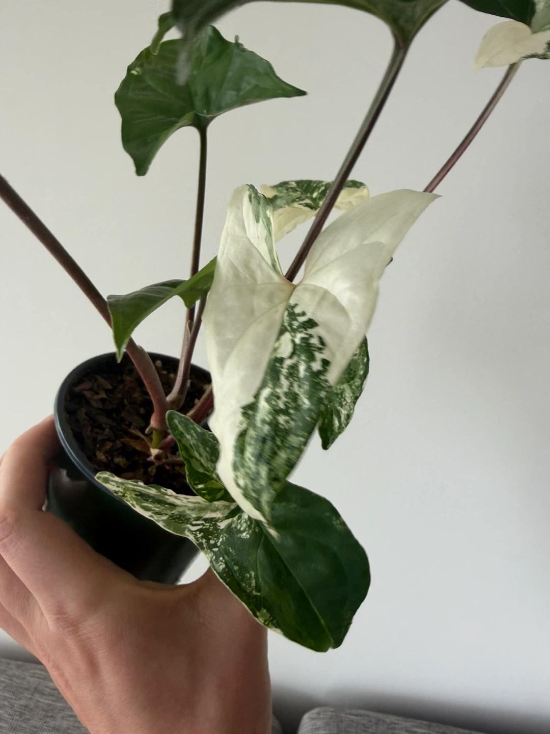 Large Syngonium Albo houseplant - photo 2