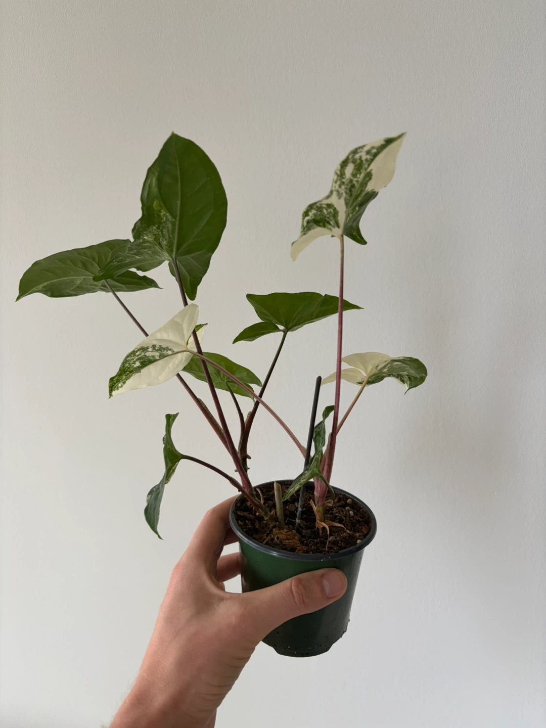 Large Syngonium Albo houseplant - photo 5