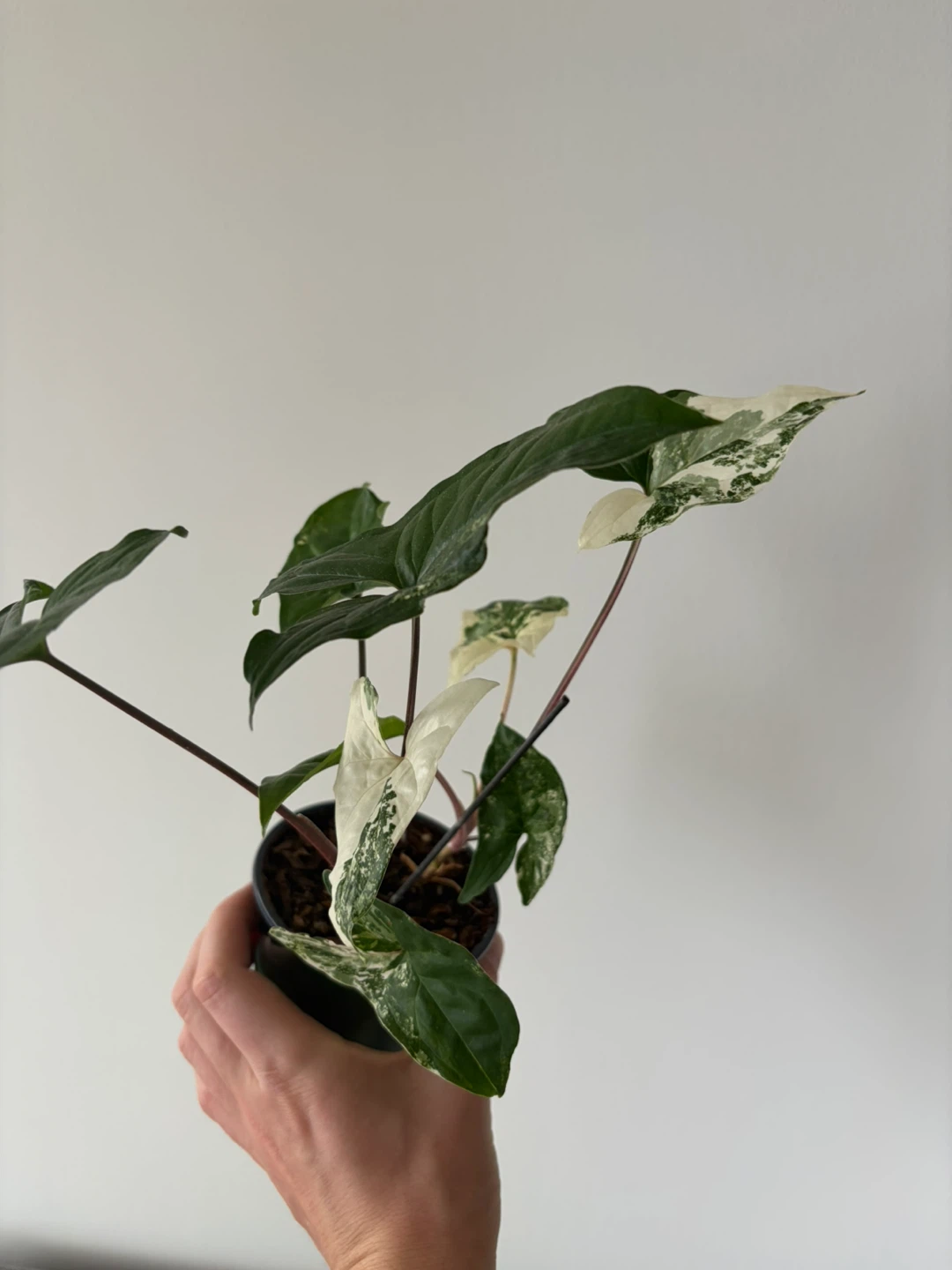 Large Syngonium Albo houseplant