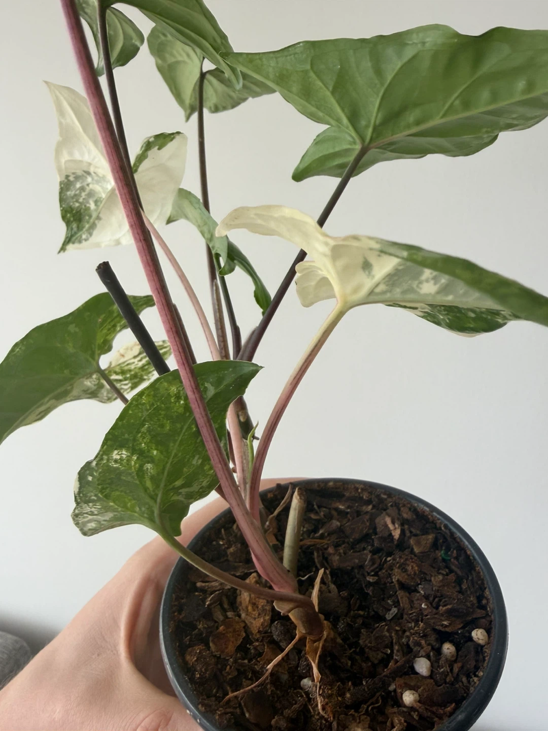Large Syngonium Albo houseplant - photo 3