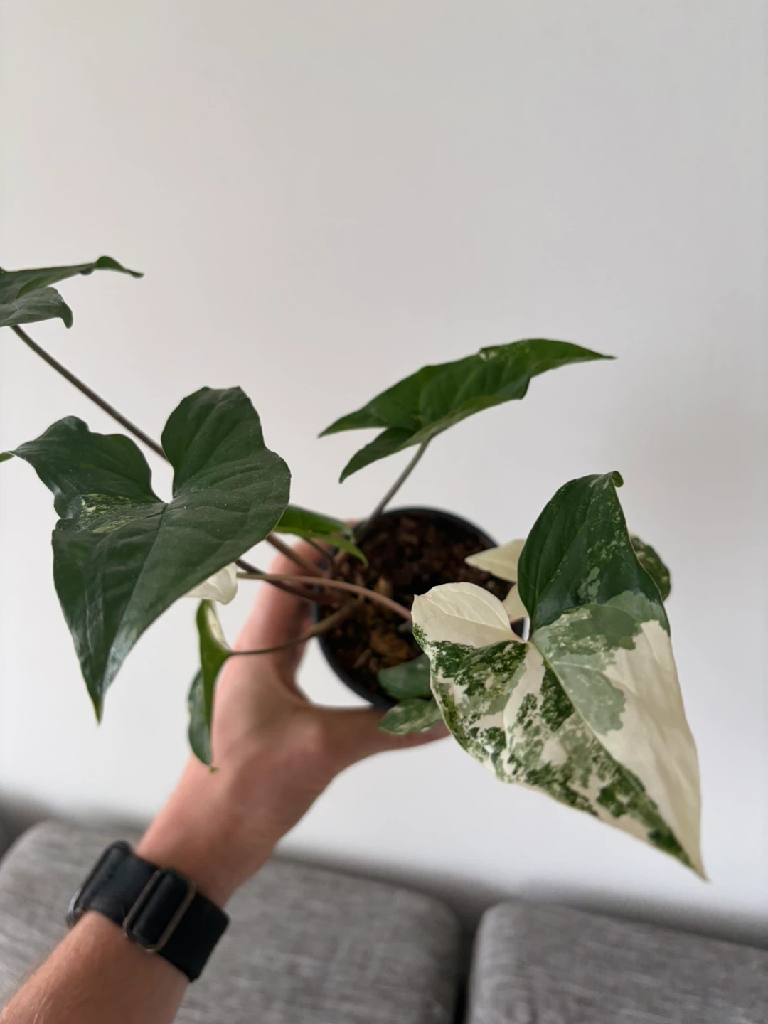 Large Syngonium Albo houseplant - photo 4