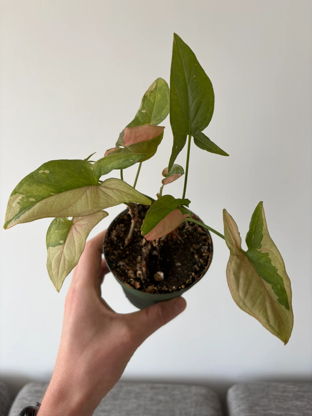 Syngonium 'Pink Splash' Plant