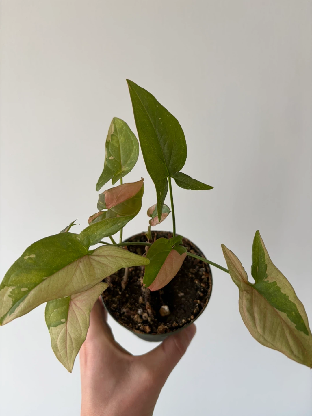 Syngonium 'Pink Splash' Plant - photo 3