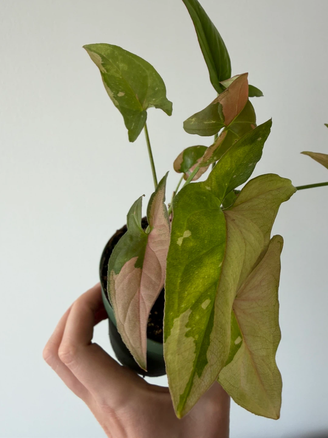 Syngonium 'Pink Splash' Plant - photo 4