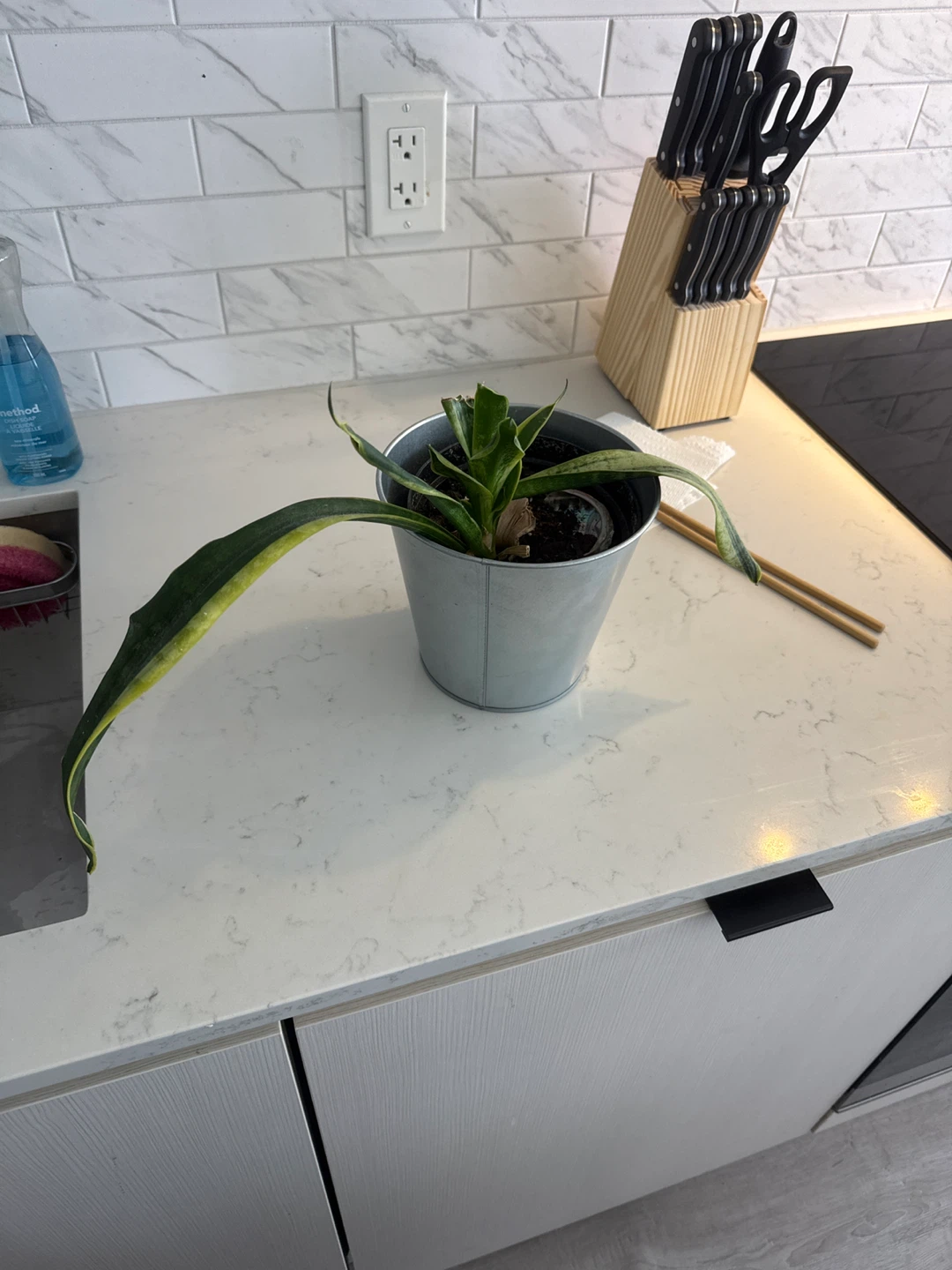 Snake Plant