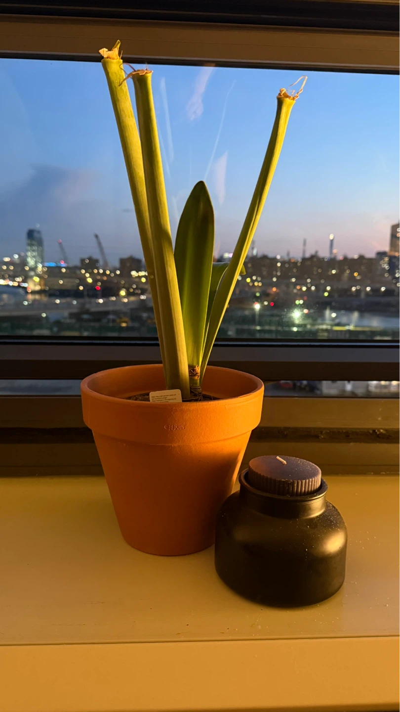 Free! Terracotta Pot with Plant (bulb for next year!)