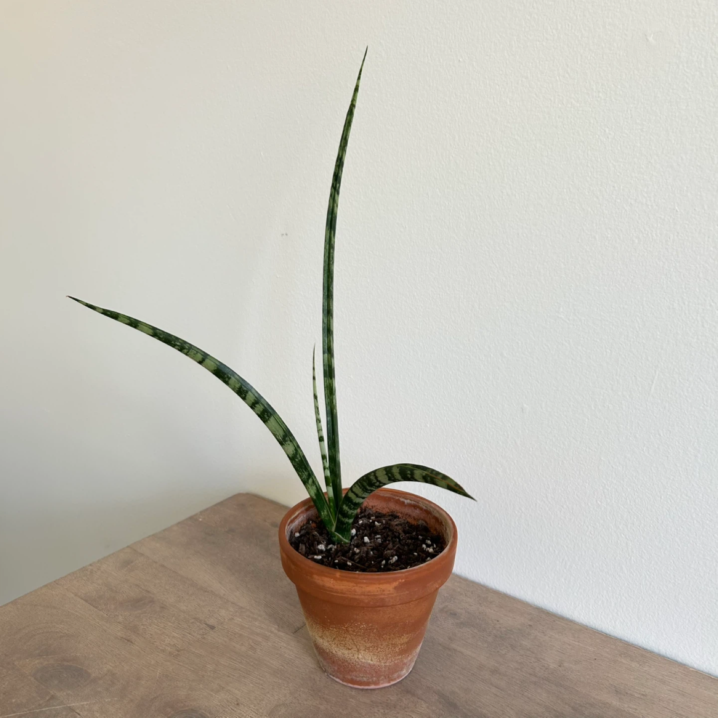 Fernwood snake plant - photo 2