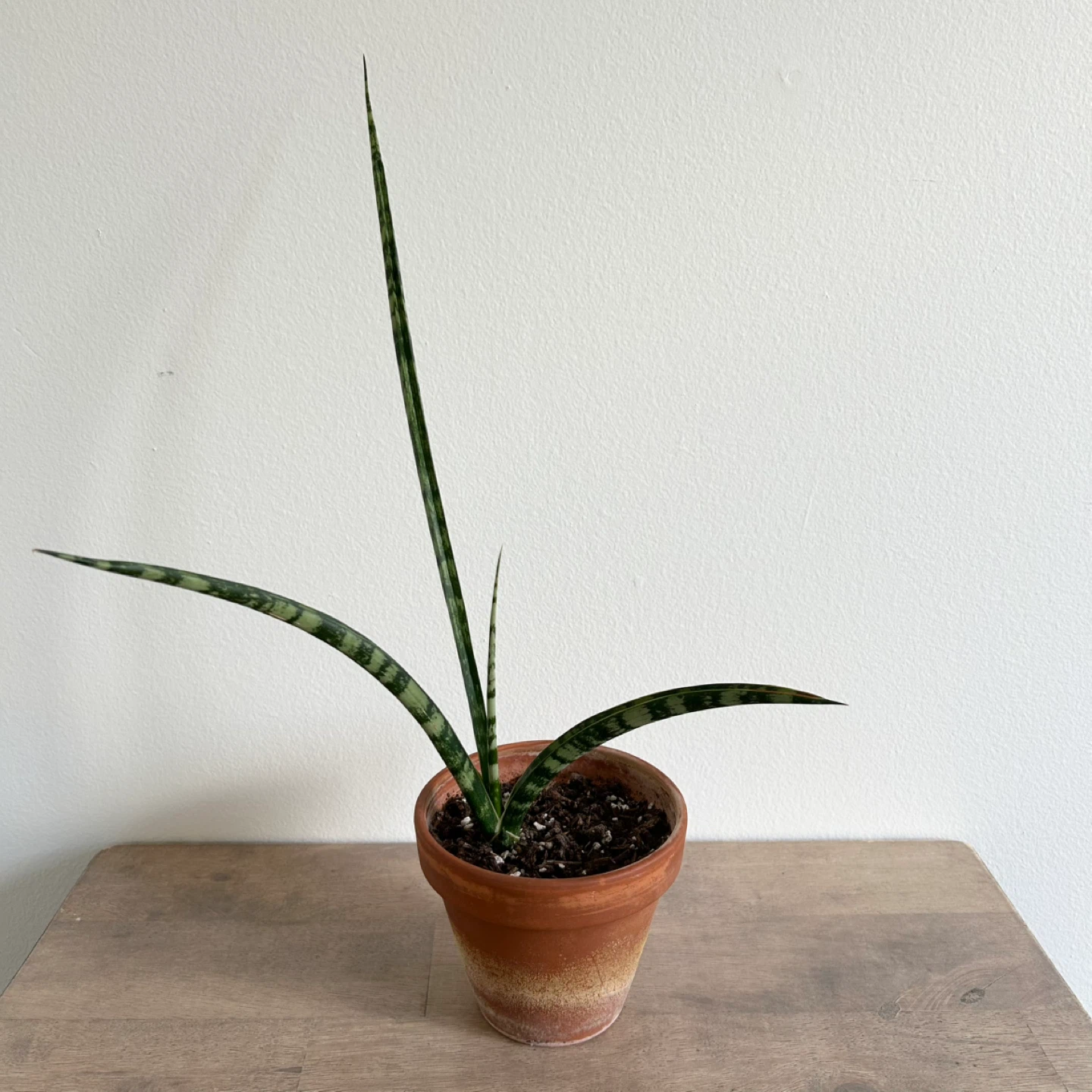 Fernwood snake plant