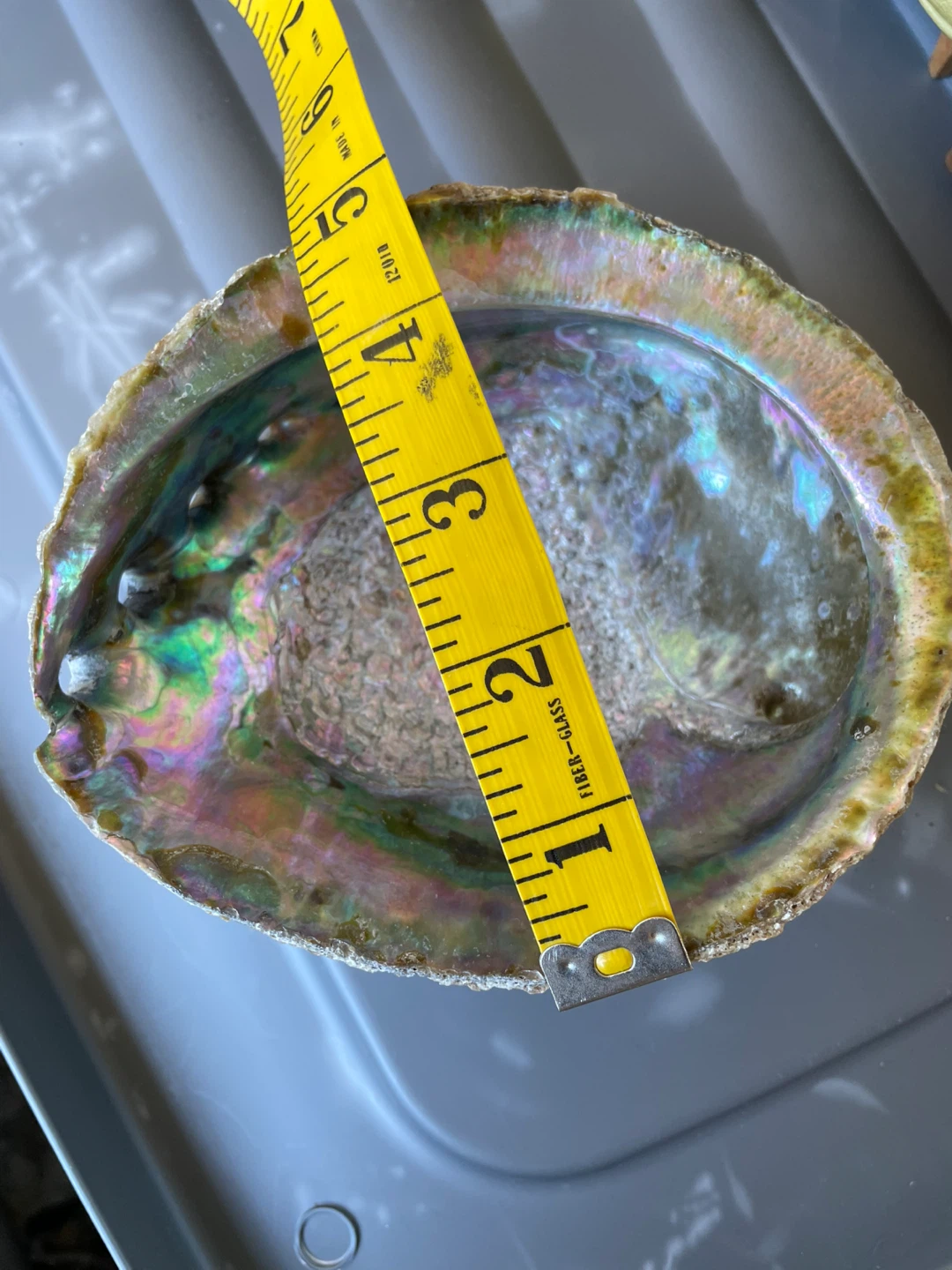 Large Abalone Shell Display Piece - photo 3