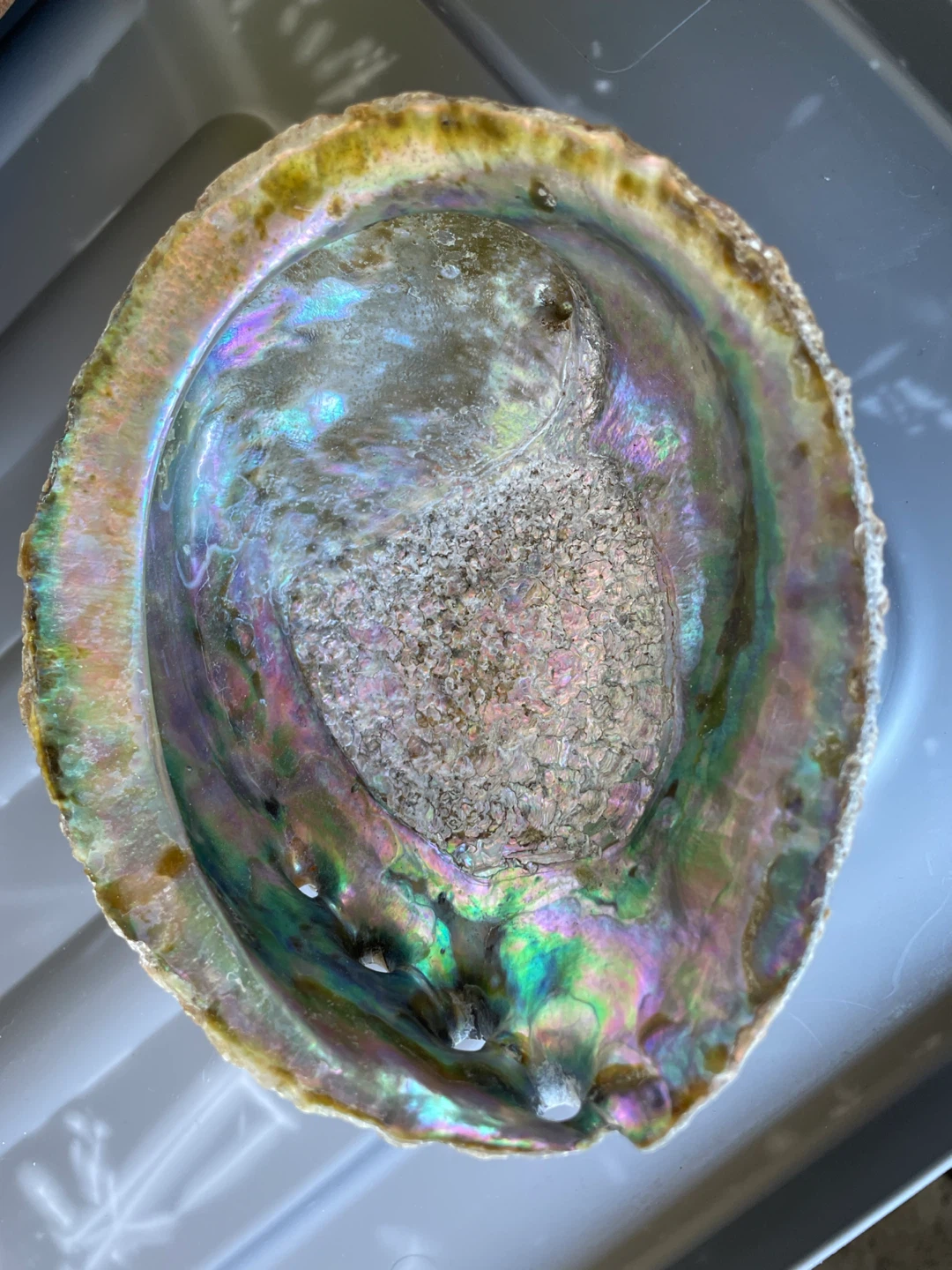 Large Abalone Shell Display Piece