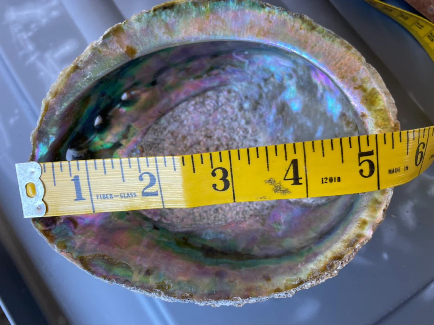 Large Abalone Shell Display Piece - photo 4