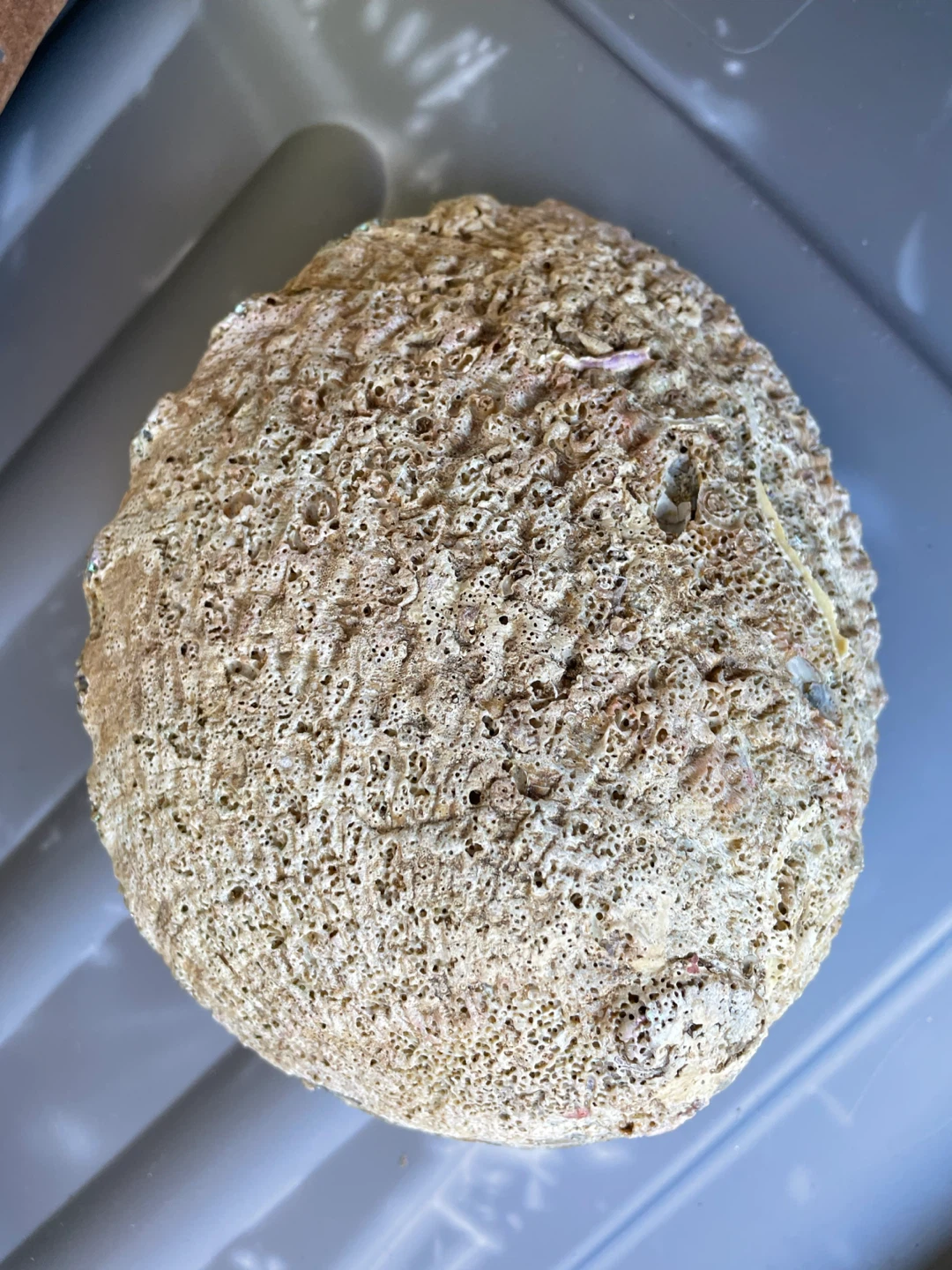 Large Abalone Shell Display Piece - photo 2