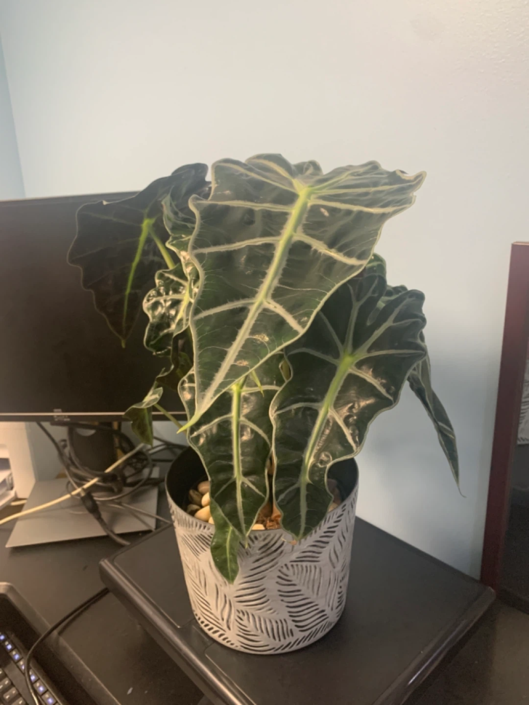 Alocasia Polly Elephant Ear Plant in Decorative Pot