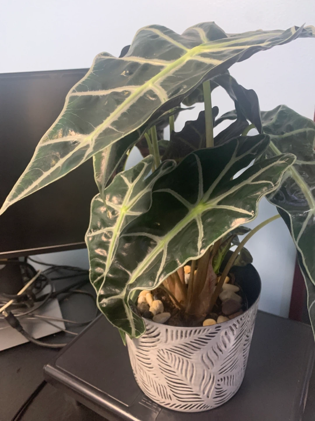 Alocasia Polly Elephant Ear Plant in Decorative Pot - photo 2