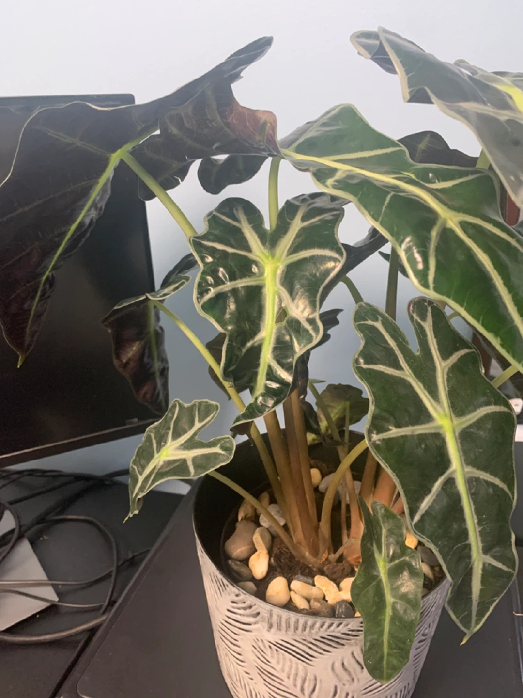 Alocasia Polly Elephant Ear Plant in Decorative Pot - photo 3