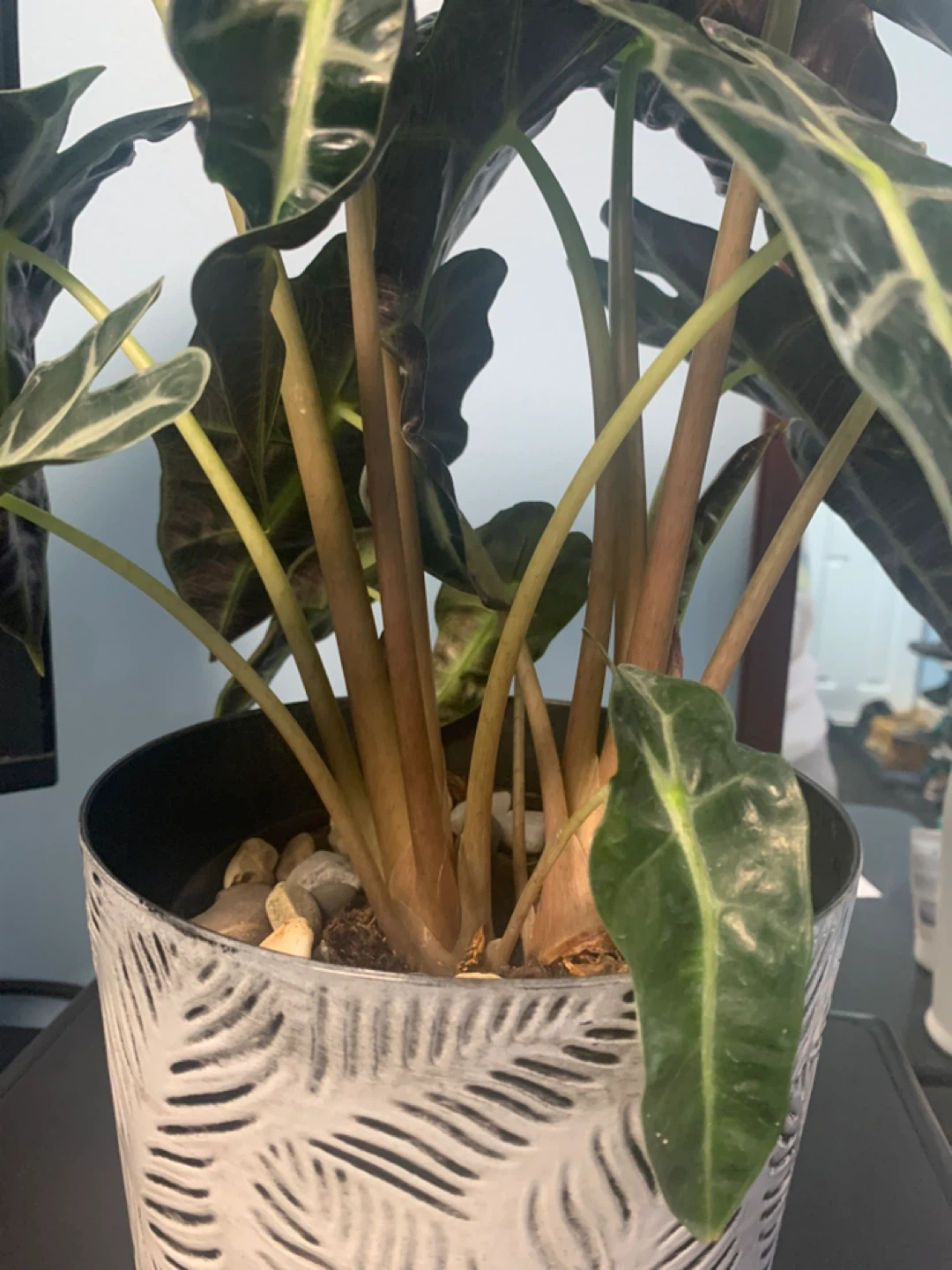 Alocasia Polly Elephant Ear Plant in Decorative Pot - photo 5