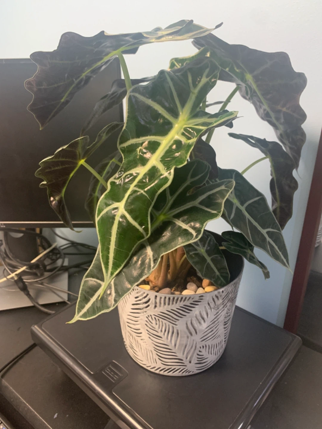 Alocasia Polly Elephant Ear Plant in Decorative Pot - photo 4