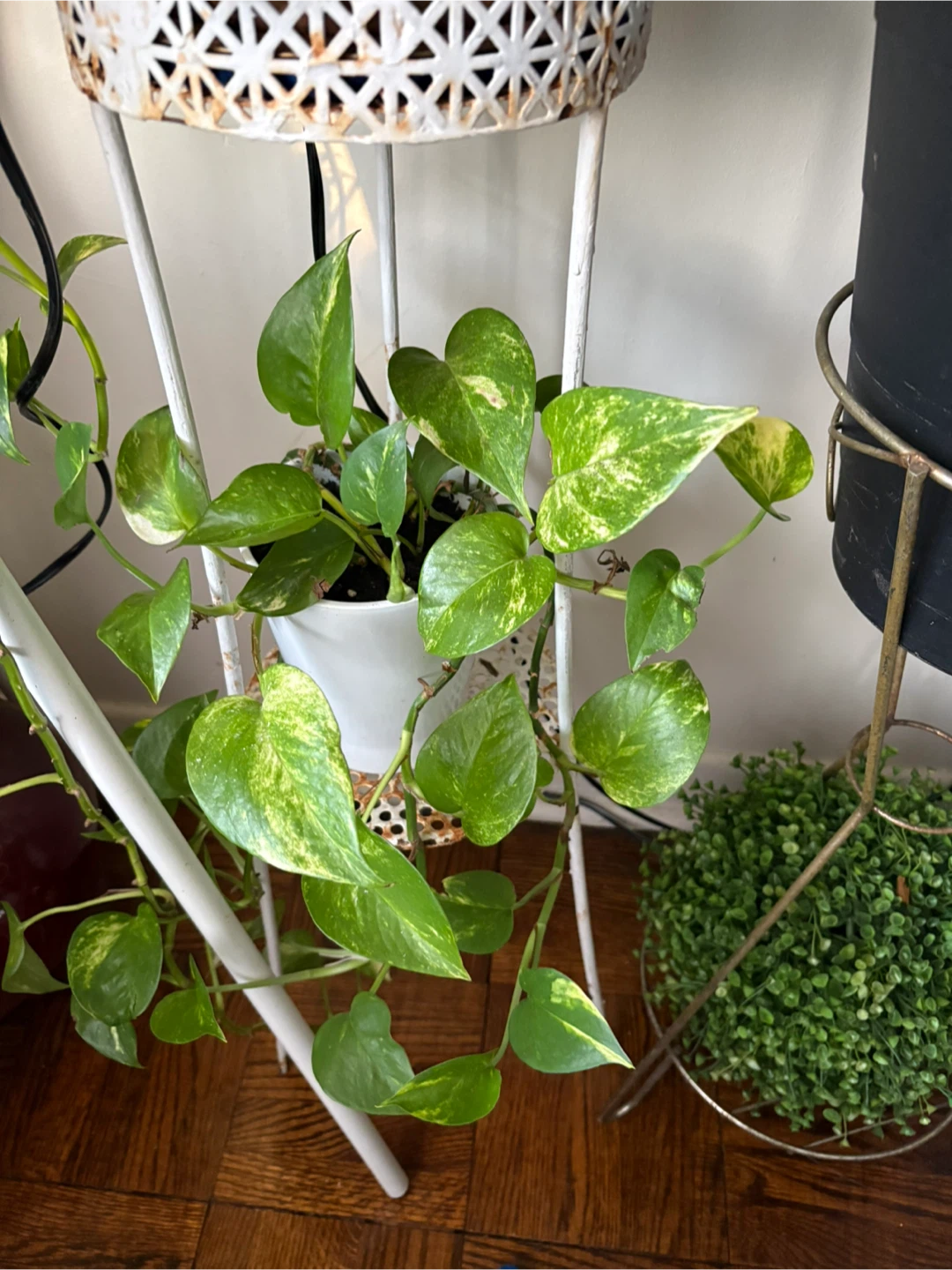 Pothos Plant in White Pot - photo 3
