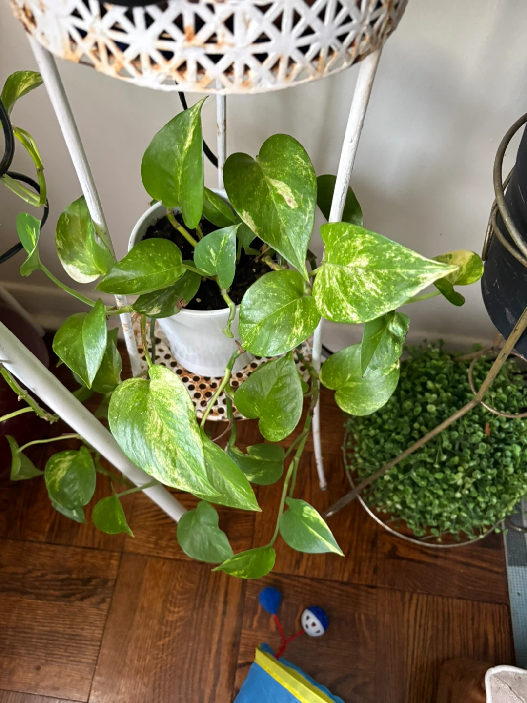 Pothos Plant in White Pot - photo 2