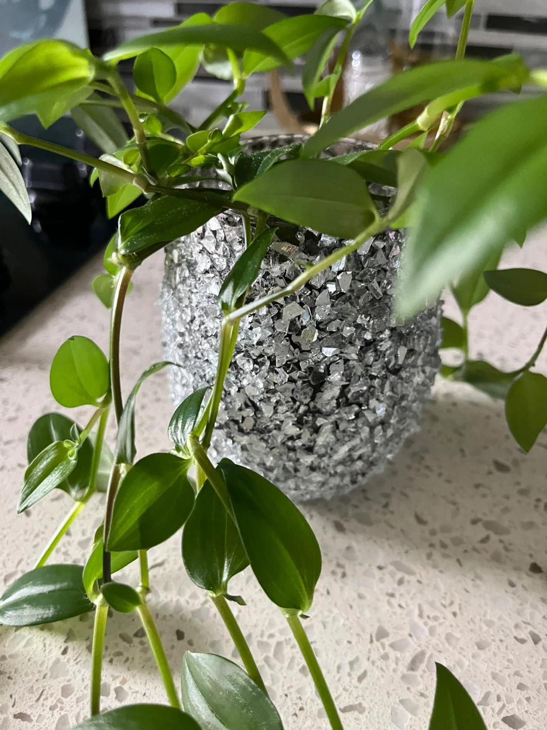 Trailing Houseplant in Decorative Pot - photo 2