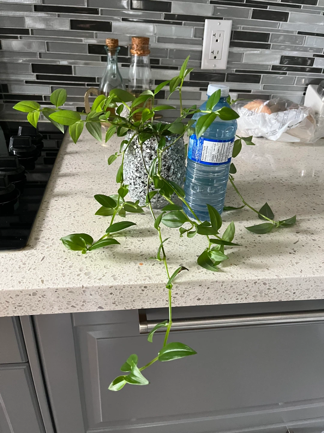 Trailing Houseplant in Decorative Pot