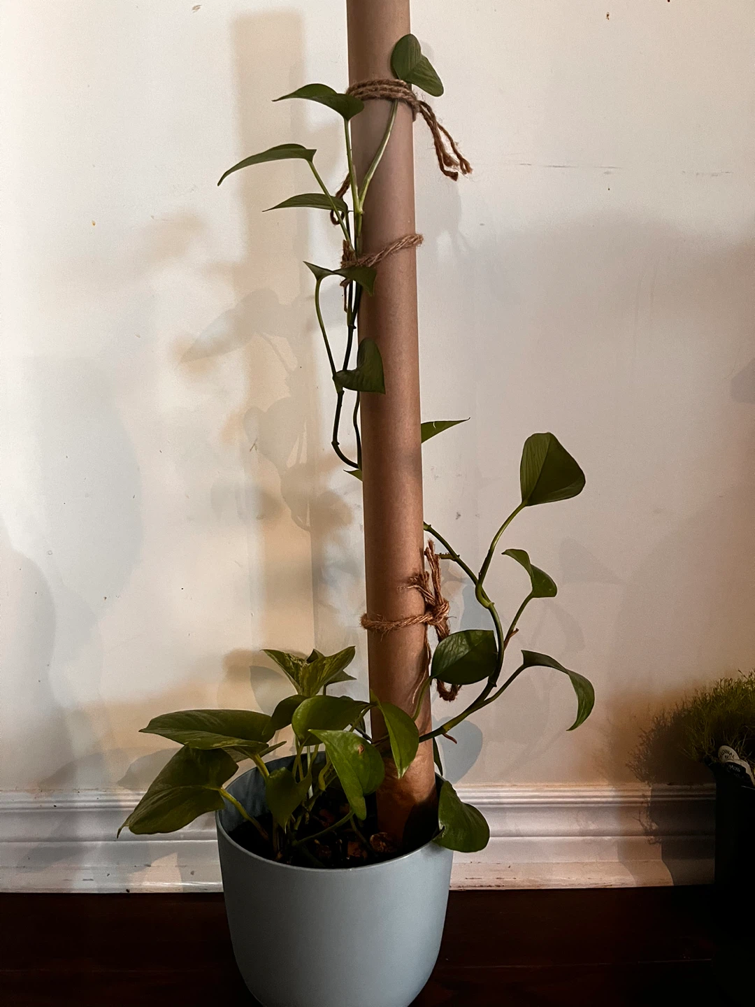 Pothos Plant with Moss Pole