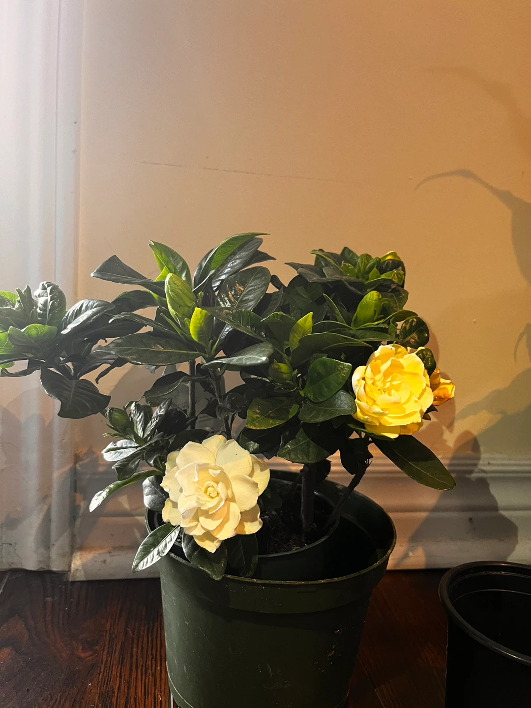 Flowering Gardenia Plant