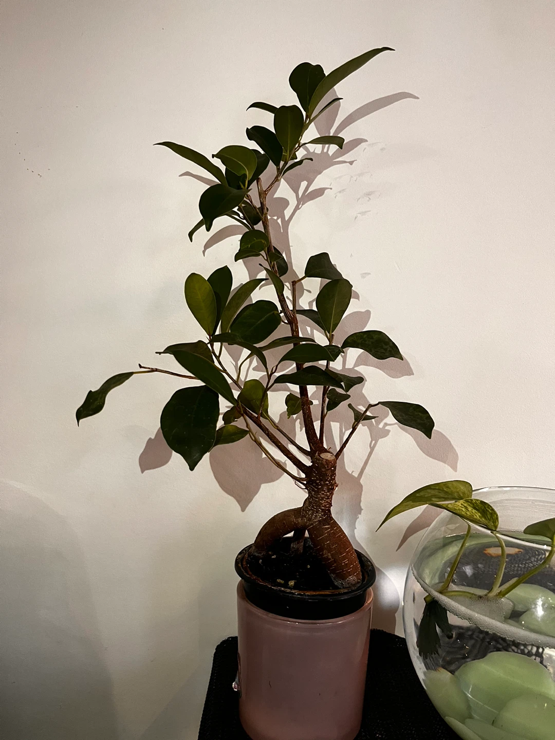 Ficus Bonsai Tree Plant