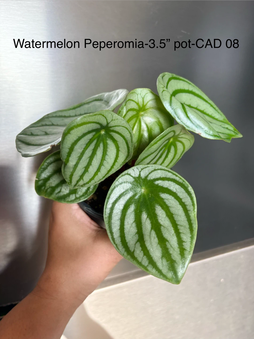 Watermelon Peperomia Plant - 3.5" Pot