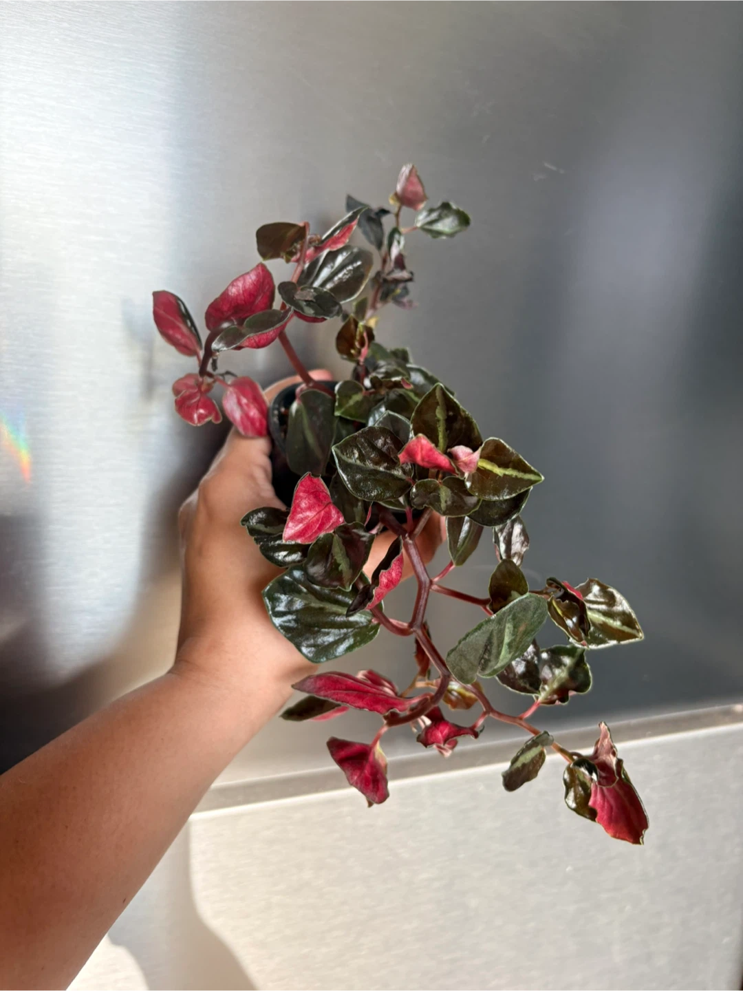 Peperomia Metallica -3.5” pot / indoor plant