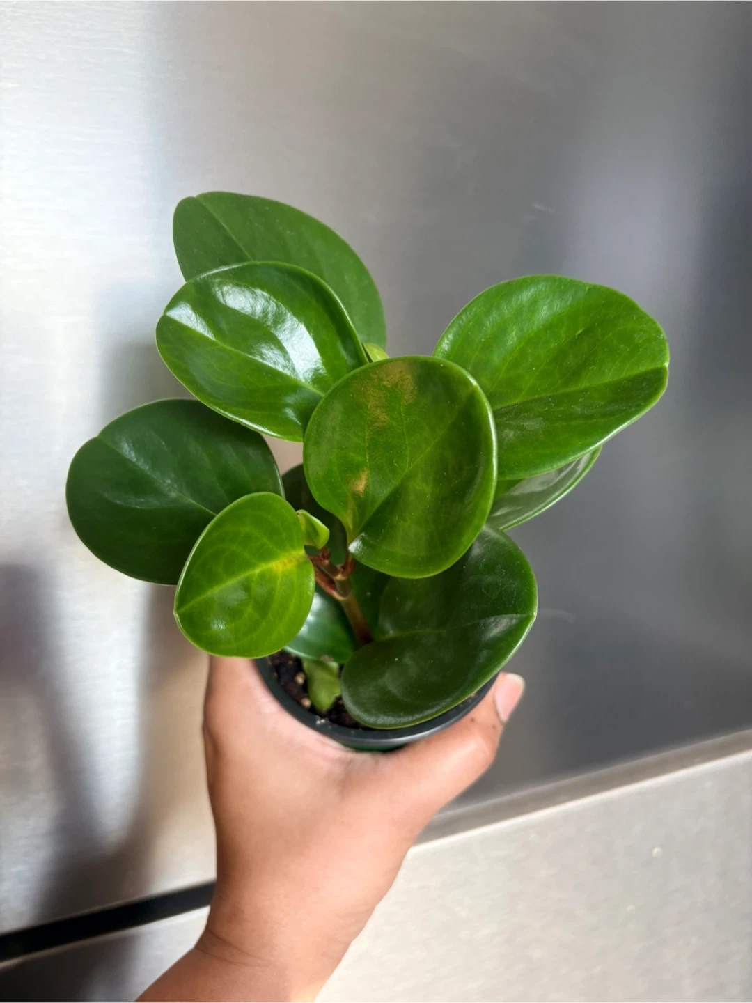 Peperomia Obtusifolia Plant
