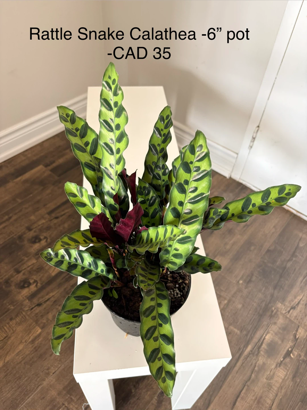 Rattle Snake Calathea - 6" pot
