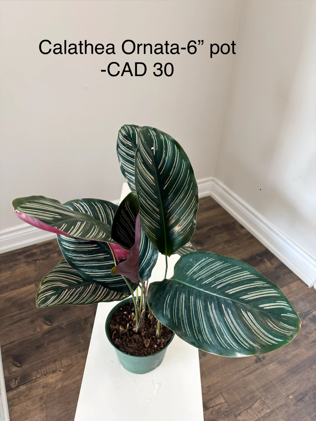 Calathea Ornata plant - 6" pot