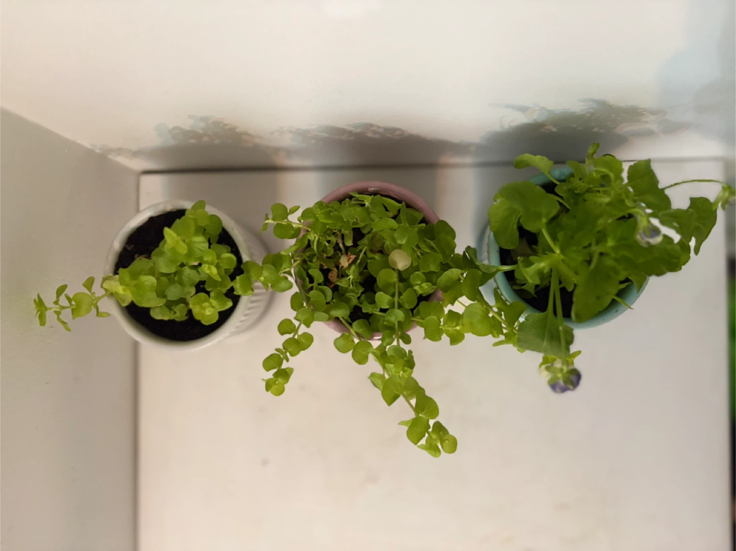 Three small potted plants🩷🤍🩵 - photo 4