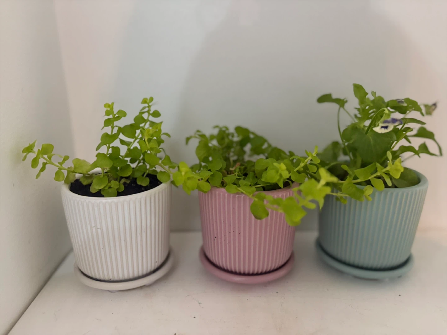 Three small potted plants🩷🤍🩵