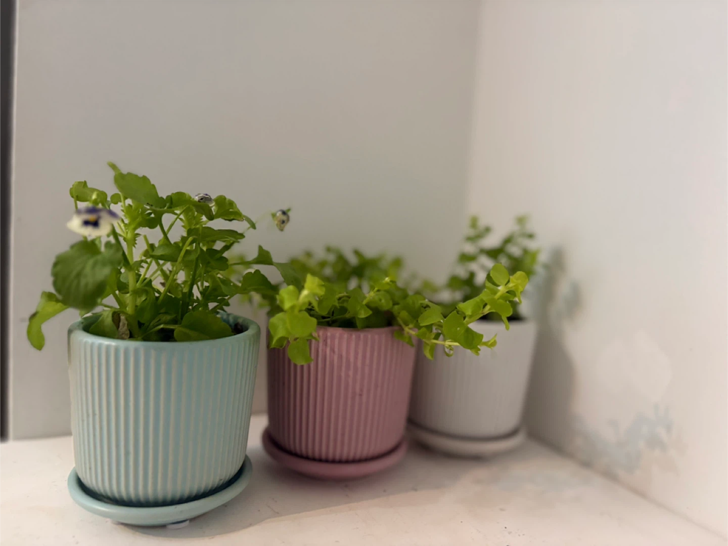 Three small potted plants🩷🤍🩵 - photo 5