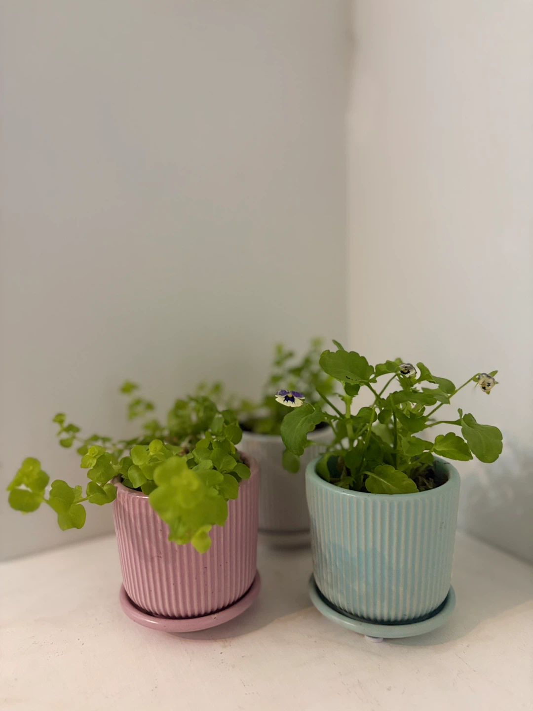 Three small potted plants🩷🤍🩵 - photo 2