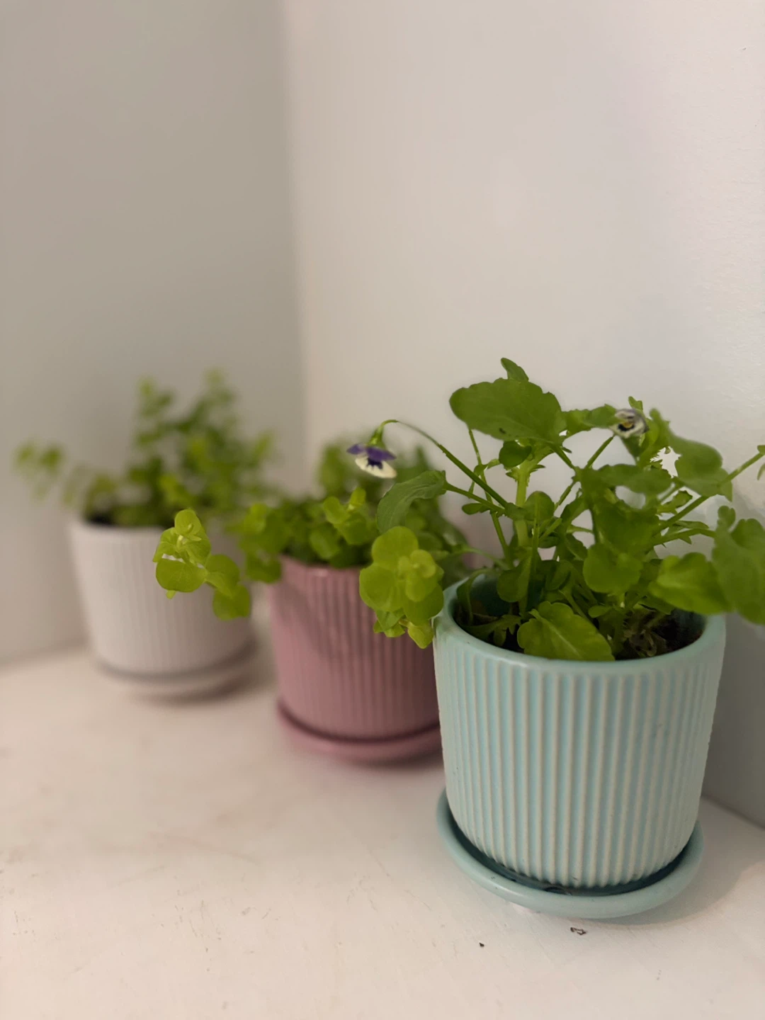 Three small potted plants🩷🤍🩵 - photo 3