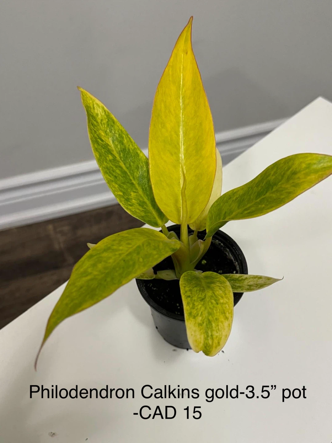 Philodendron Calkins Gold Plant - 3.5" Pot
