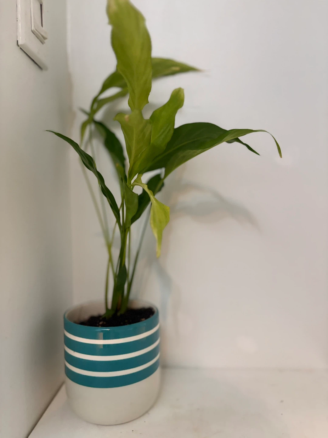 Potted plant in striped pot💚 - photo 2