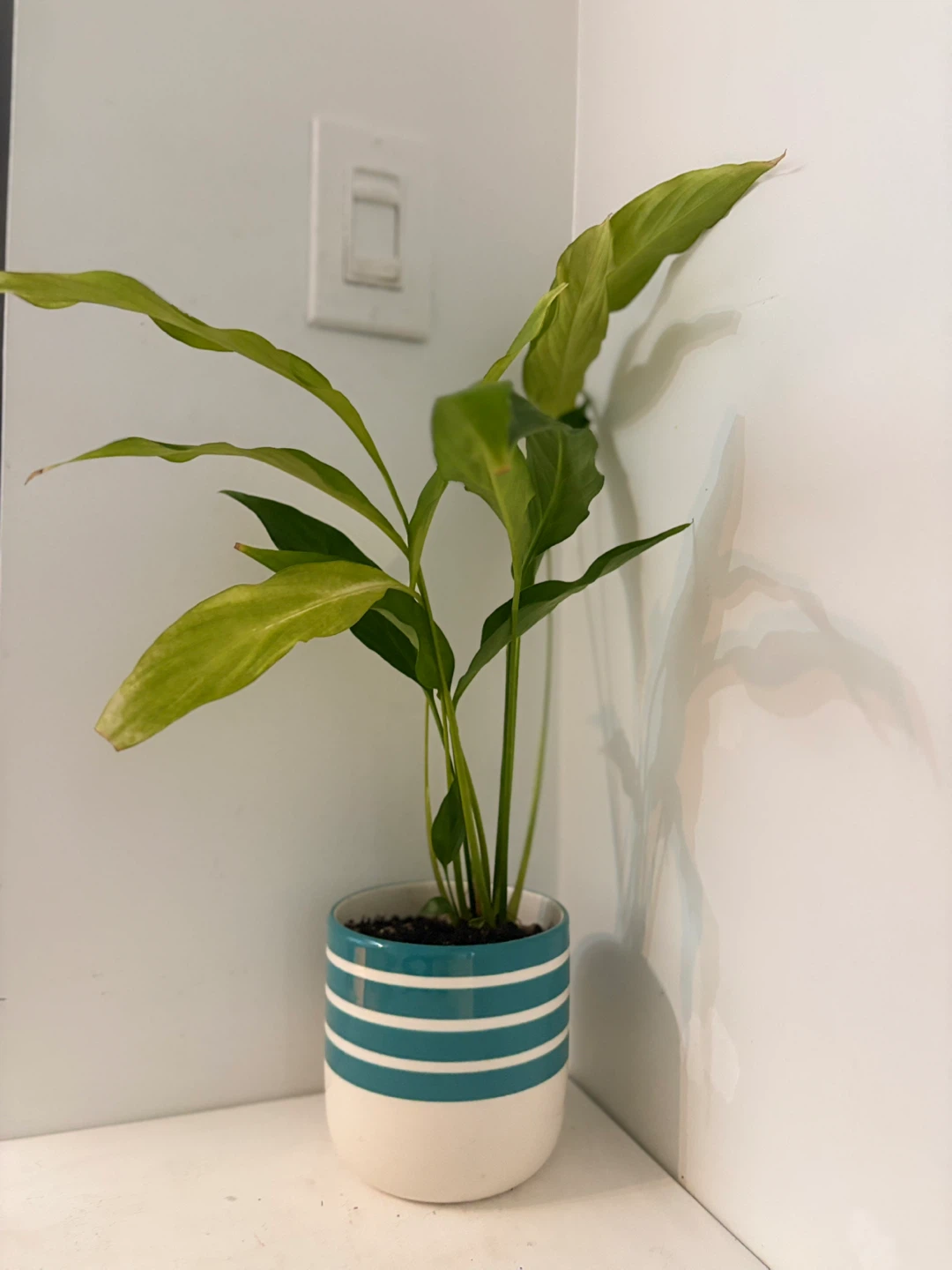 Potted plant in striped pot💚 - photo 4
